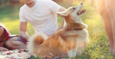 Hund resozialisieren: Tipps für nach der Pandemie