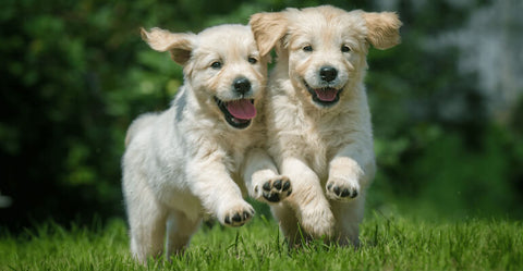 Hunde aneinander gewöhnen | Tipps von ADAPTIL-Expertin Elena Garcia