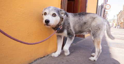 Ängstlicher Hund? Das kannst du tun!