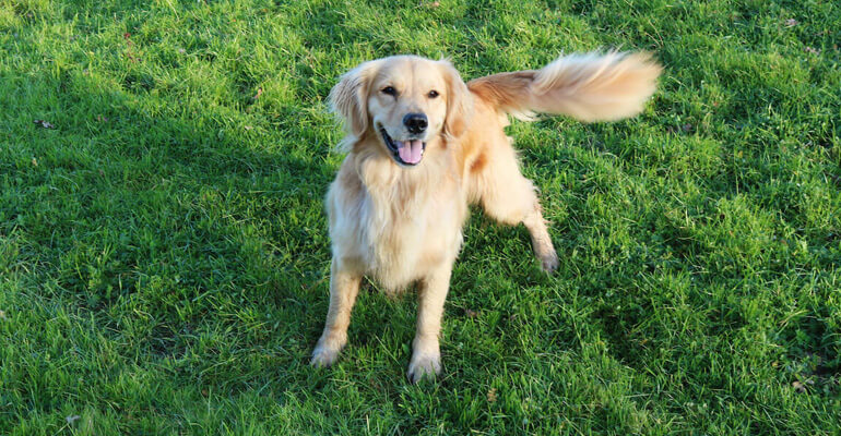 Das will dein Hund mit dem Schwanzwedeln sagen