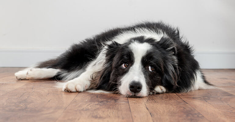 Hat dein Hund Langeweile?