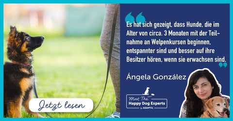 Sollte mein Welpe in die Welpenschule?