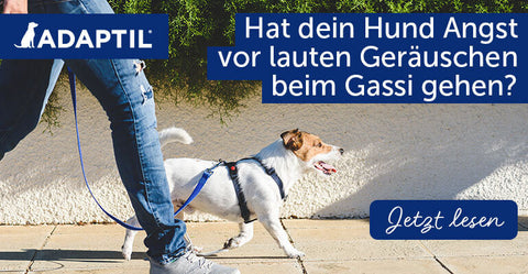 Dein Hund hat Angst beim Gassi gehen? Tipps gegen Geräuschangst!