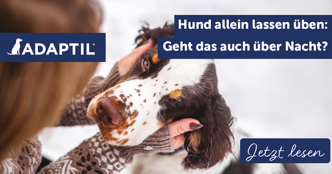 Hund allein lassen üben: Geht das auch über Nacht?