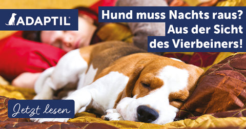 Hund muss Nachts raus? Aus der Sicht des Vierbeiners!