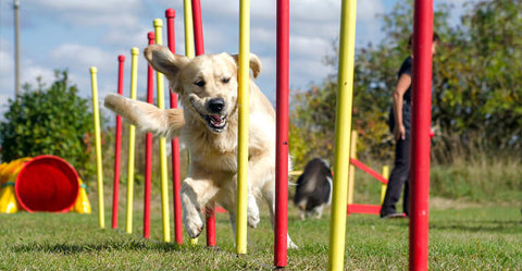 Muss mein Hund in die Hundeschule?