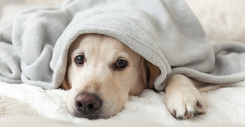 So trauern Hunde: Wenn der Partner fehlt
