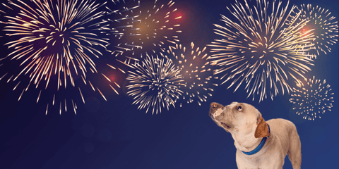 Beruhigungsmittel für Hunde an Silvester | ADAPTIL als Alternative