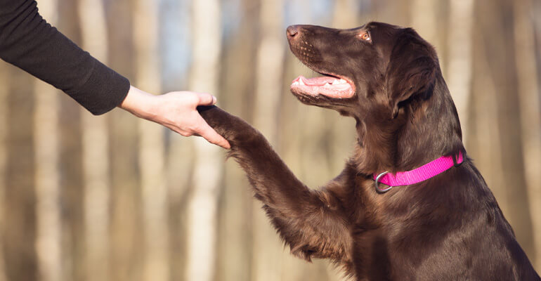 Pubertät beim Hund | Entspannt durch die Flegelphase