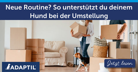 Neue Routine? So unterstützt du deinem Hund bei der Umstellung