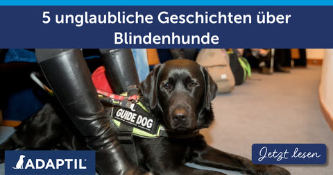 5 unglaubliche Geschichten über Blindenhunde