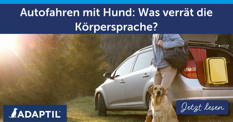 Autofahren mit Hund: Was verrät die Körpersprache?