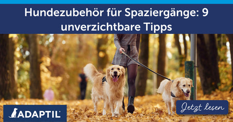 Hundezubehör für Spaziergänge: 9 unverzichtbare Tipps