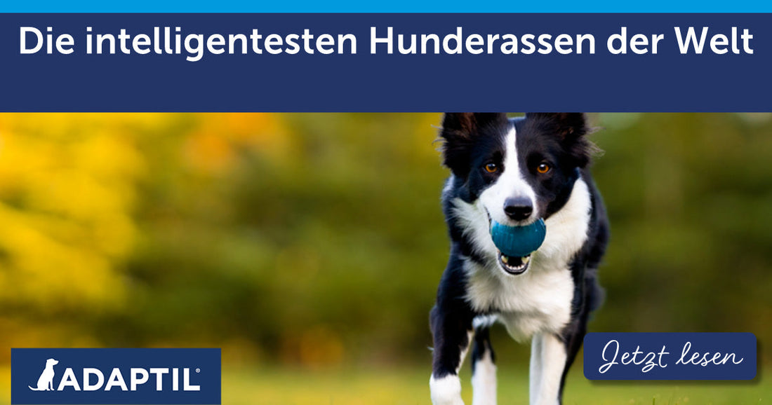 Die intelligentesten Hunderassen der Welt