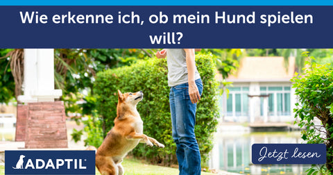 Wie erkenne ich, ob mein Hund spielen will?