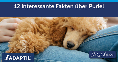 12 interessante Fakten über Pudel
