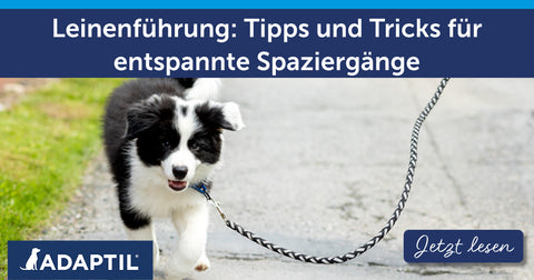 Leinenführung: Tipps und Tricks für entspannte Spaziergänge