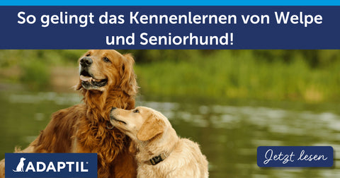So gelingt das Kennenlernen von Welpe und Seniorhund!