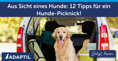Aus Sicht eines Hunde: 12 Tipps für ein Hunde-Picknick!