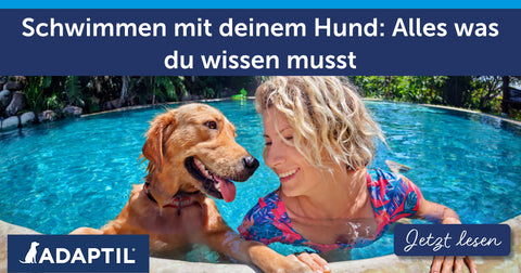 Schwimmen mit deinem Hund: Alles was du wissen musst