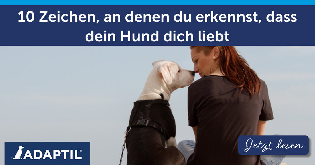 10 Zeichen, an denen du erkennst, dass dein Hund dich liebt