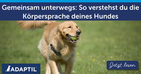 Gemeinsam unterwegs: So verstehst du die Körpersprache deines Hundes