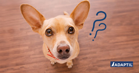 So vermeidest du, dass dein Hund das Alleinbleiben verlernt