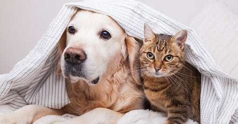 Hund und Katze, Kampf oder Spiel? So kannst du es erkennen.