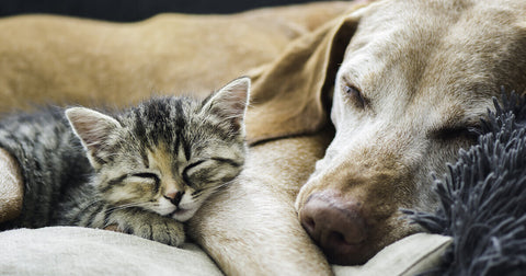 ADAPTIL & FELIWAY | Was ist der Unterschied?