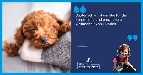 Die Bedeutung des Schlafs für Hunde: Ein Experte erklärt!