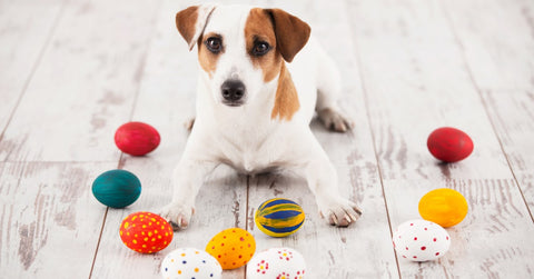 Ostern mit Hund | Tipps für ein sicheres & frohes Osterfest