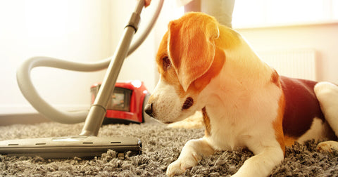 Hilfe, mein Hund hat Angst vor dem Staubsauger!