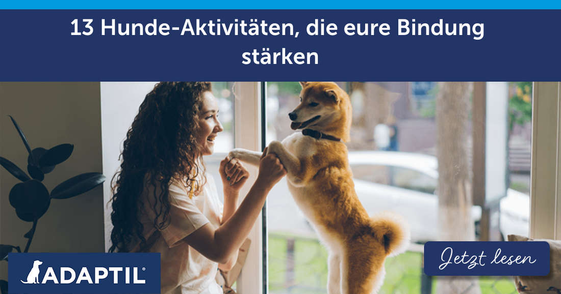 13 Hunde-Aktivitäten, die eure Bindung stärken