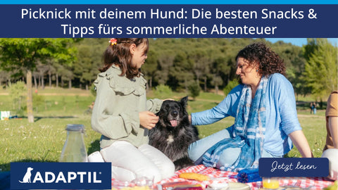 Picknick mit deinem Hund: Die besten Snacks & Tipps fürs sommerliche Abenteuer