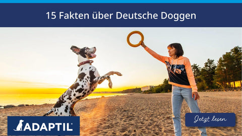 15 Fakten über Deutsche Doggen