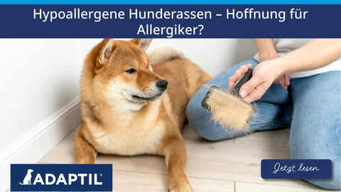 Hypoallergene Hunderassen – Rettung für Allergiker?