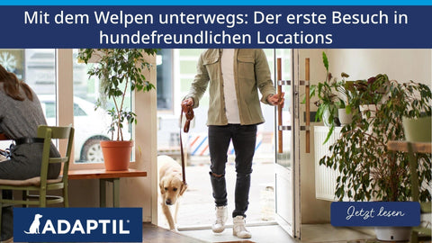 Mit dem Welpen unterwegs: Der erste Besuch in hundefreundlichen Locations