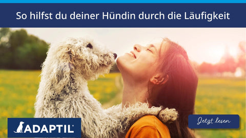 So hilfst du deiner Hündin durch die Läufigkeit