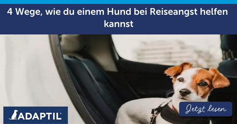 4 Wege, wie du einem Hund bei Reiseangst helfen kannst