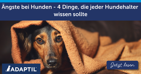 Ängste bei Hunden - 4 Dinge, die jeder Hundehalter wissen sollte