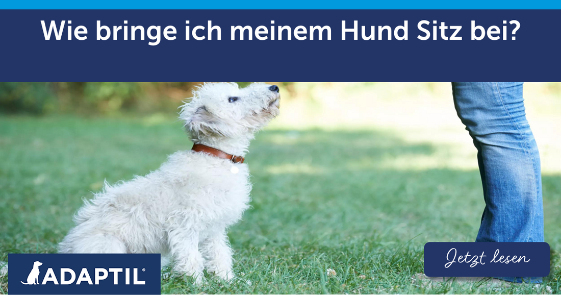 Wie bringe ich meinem Hund Sitz bei?