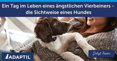 Ein Tag im Leben eines ängstlichen Vierbeiners - die Sichtweise eines Hundes