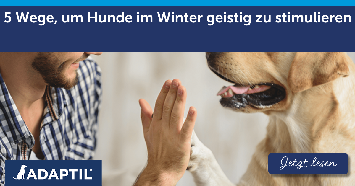 5 Wege, um Hunde im Winter geistig zu stimulieren | ADAPTIL 5 Wege, um Hunde im Winter geistig zu stimulieren | ADAPTIL