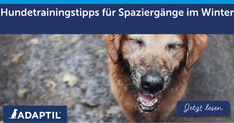 Hundetrainingstipps für Spaziergänge im Winter