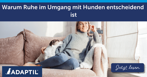 Warum Ruhe im Umgang mit Hunden entscheidend ist