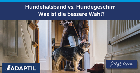 Hundehalsband vs. Hundegeschirr - Was ist die bessere Wahl?