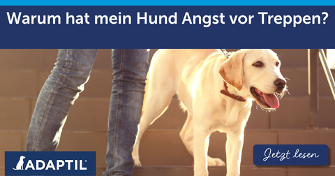 Warum hat mein Hund Angst vor Treppen?