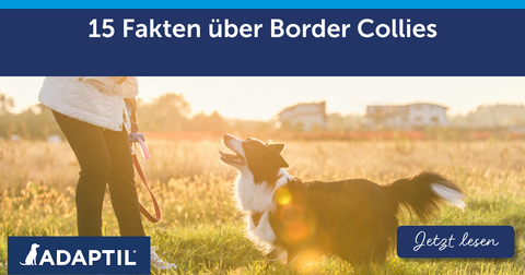 15 Fakten über Border Collies