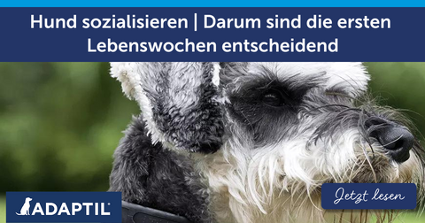 Hund sozialisieren | Darum sind die ersten Lebenswochen entscheidend