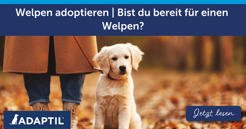 Welpen adoptieren | Bist du bereit für einen Welpen?